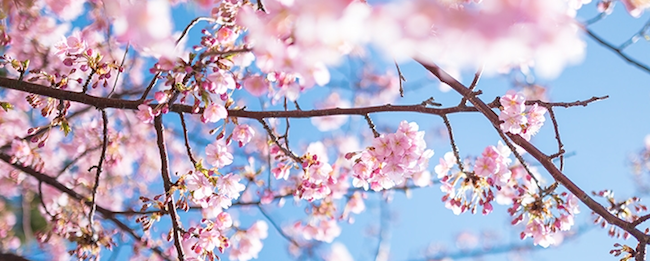 春だし Windows XP を卒業しましょう！